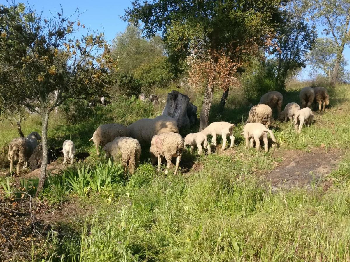 Ciborro Quinta Da Abrunheira - Gustavo Eiffelゲストハウス エクステリア 写真